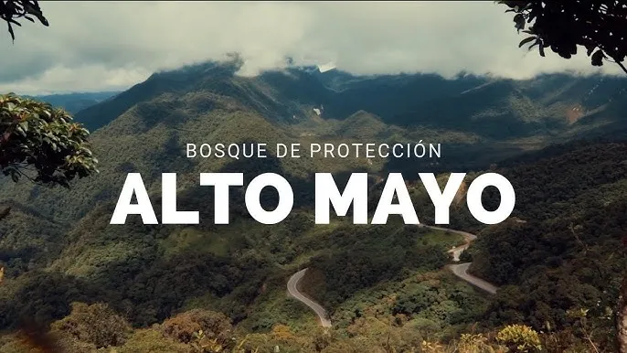 Bosque de Protección Alto Mayo